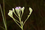 Coastal plain chaffhead